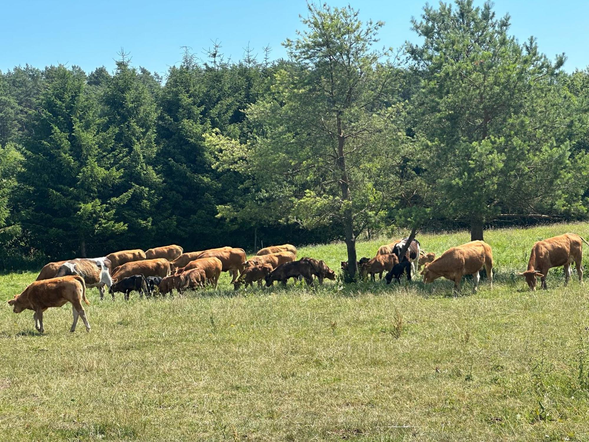 Gizycko-Przerwanki Domki Widok Na Mazury Экстерьер фото